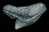 Blueish Fossil Galeocerdo Tooth (Tiger Shark) #5159-1